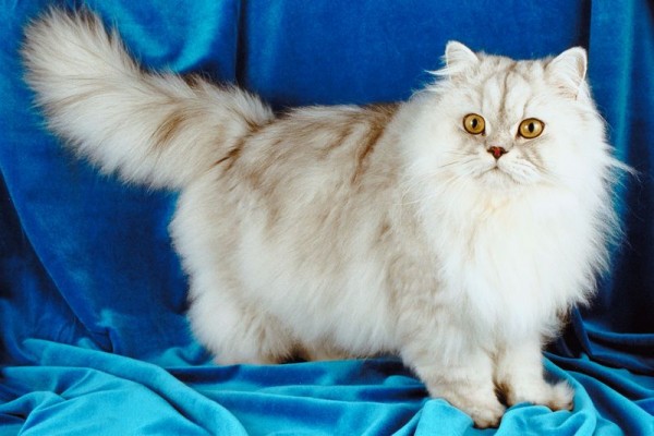 Persian cat