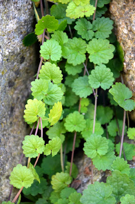 Frische Gundelrebe-Blätter auf steinernem Hintergrund.