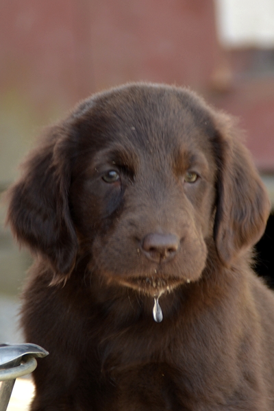 flat coated retriever