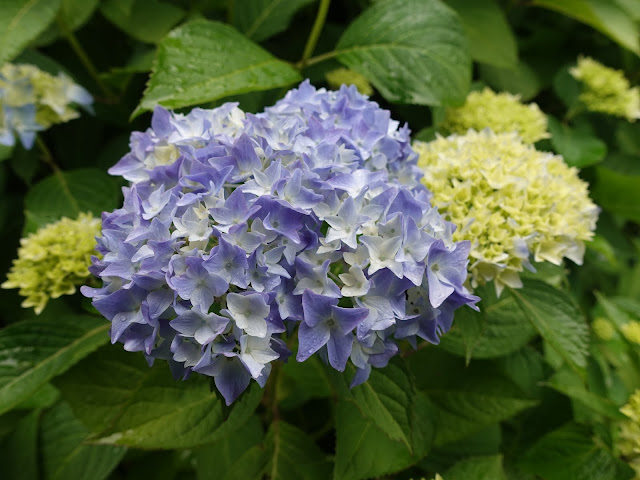 鳥取県米子市淀江町福岡　伯耆古代の丘公園　アジサイ（紫陽花）