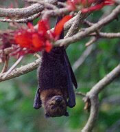 Marianas Fruit Bat