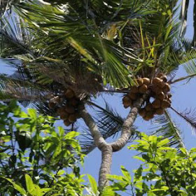 Pohon Kelapa Unik Kelapa Bercabang Dua