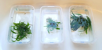 Testing bleach dip, alum dip, and copper medication on aquarium plants like java fern