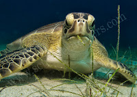 cyprus turtle in protaras