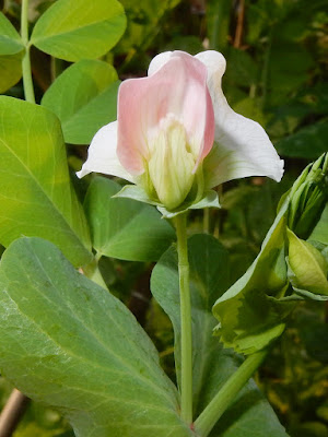 豌豆的花