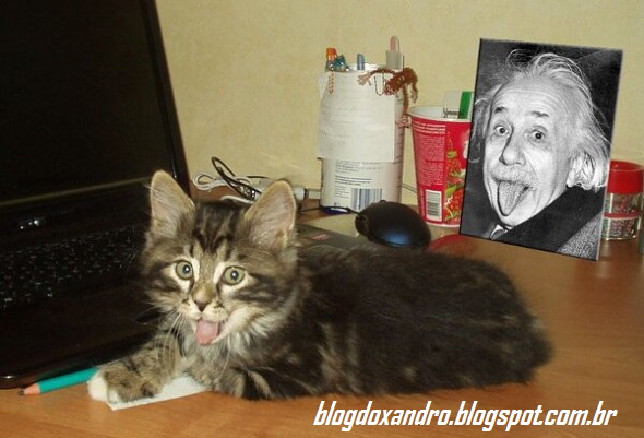 Gato+do+Einstein.png (590×401)