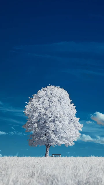 Árvore no Inverno Vídeo Papel de Parede para Celular