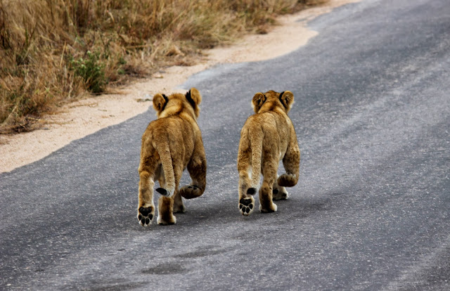 Baby lions - Kruger National Park - South Africa