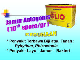 http://belajarp4organik.blogspot.co.id/2017/03/natural-glio-pengendali-jamur-fusarium.html