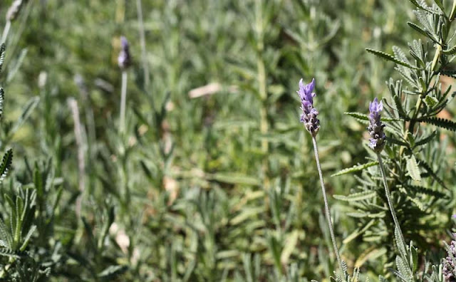 Lavender Flowers