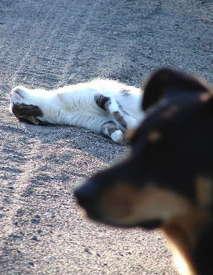 Cat And Dog Photobombing Each Other Seen On  www.coolpicturegallery.us