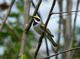 Golden-winged Warbler - Shumsky Road, Michigan, USA