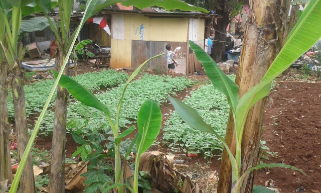 Kebun di Tengah Padatnya Pemukiman