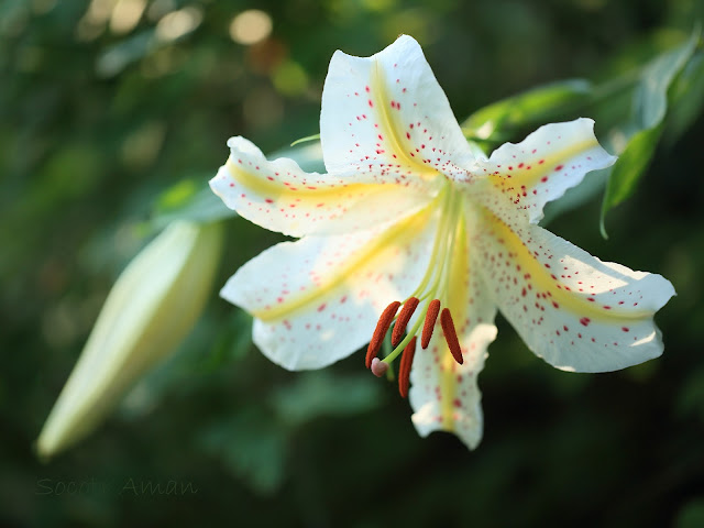 Lilium auratum