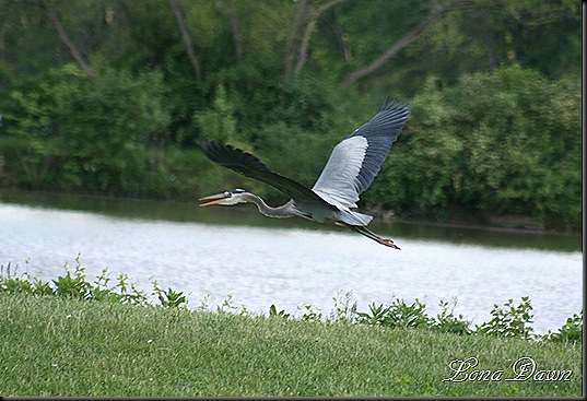 LL_GreatBlueHerron_Flight