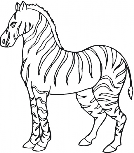 Zebra Print Coloring Pages 4