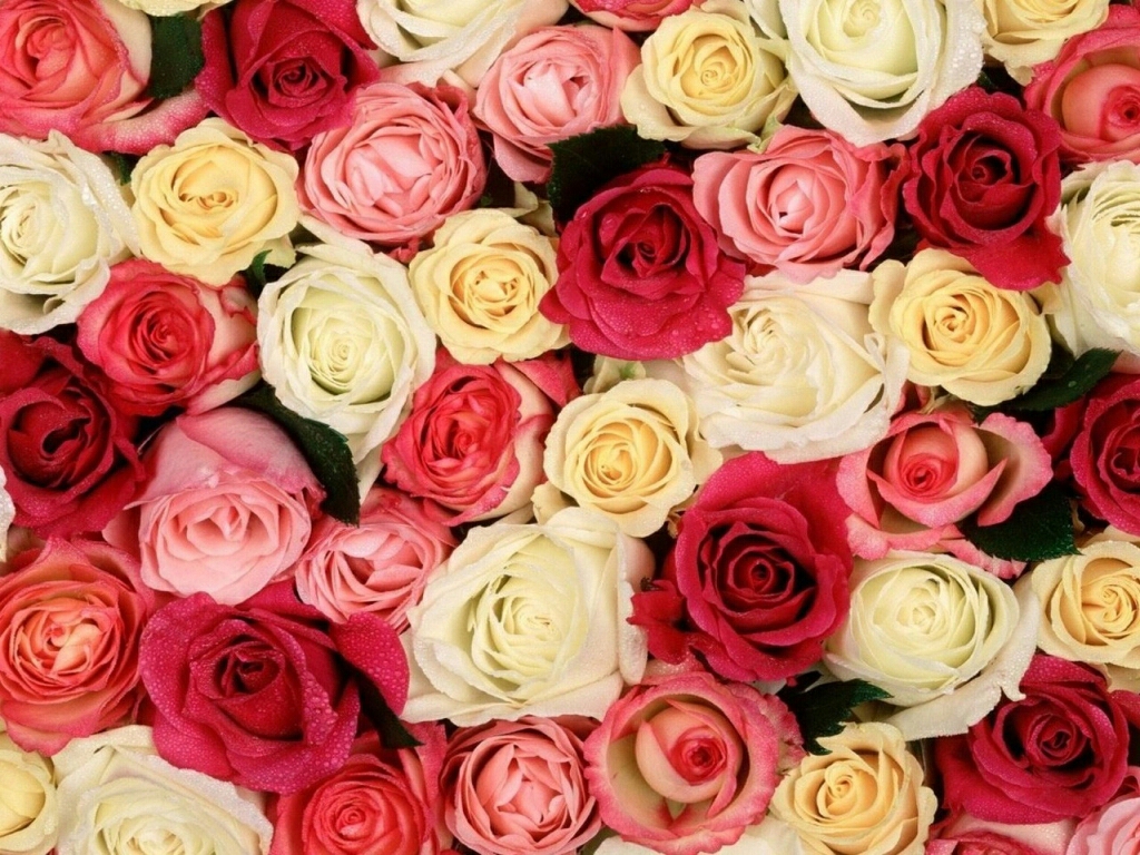 Rose Flower Wallpaper Rose Flower Wallpaper
