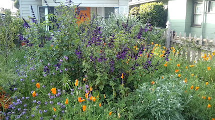Front yard. Small house with orange door in the background. Flowering plants with orange, white, lavender, and purple flowers growing up to a five-foot height, filling most of the frame. Green house to the right,