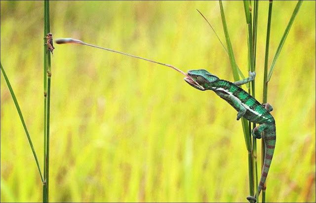 Chameleon catching prey, chameleon captures insect, chameleon photos, amazing animals