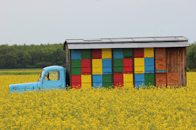 Transhumancia apícola ambulante en Europa - Itinerant bee transhumance in Europe.