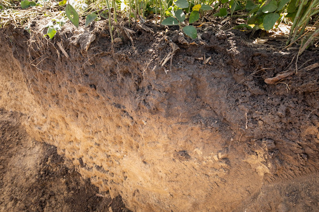 cross section of soil profile