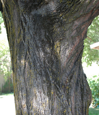 elm tree bark. elm tree identification ark.