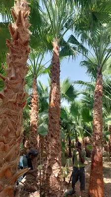 مقاول نخيل