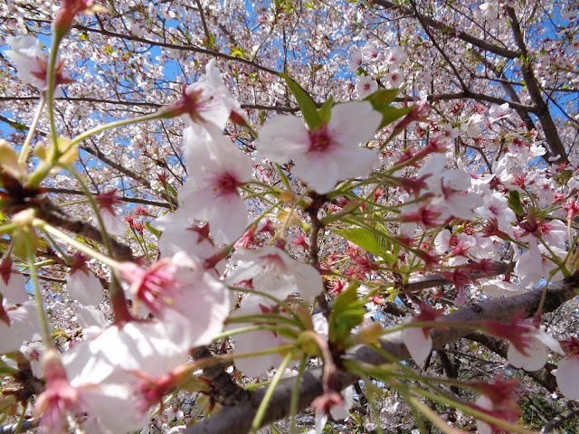 弥生の館むきばんだのソメイヨシノ桜