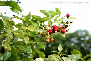 benefits_of_eating_raspberry_fruits-vegetables-benefitsblogspot.com(benefits_of_eating_raspberry_11)