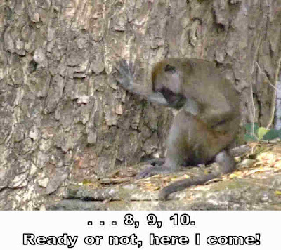 funny images of monkeys. Funny monkeys