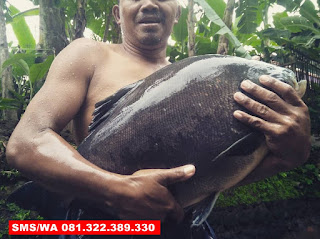 Essen Tenggiri Ikan Bawal Indukan