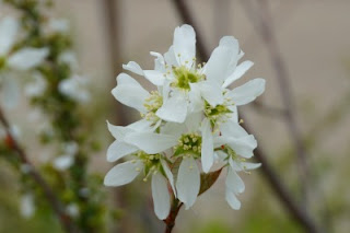 ジューンベリー　　　　　　　　　　　　　　　　　　　　　　　　　みんなの花壇前