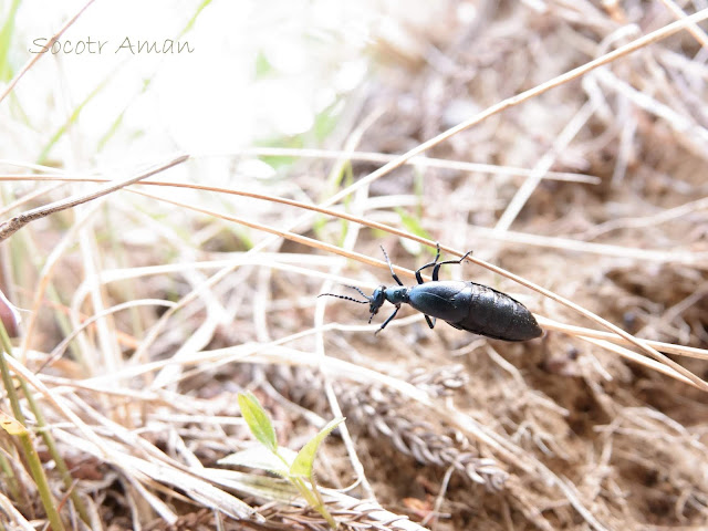 Meloe coarctatus