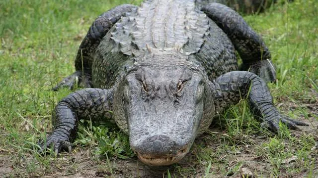 contoh binatang melata alligator