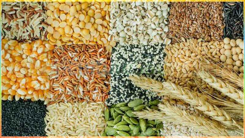 गुजरात के सभी मंडी में अनाज की बाजार मूल्य, सभी फसल का मंडी भाव जाने - Agriculture Saurashtra
