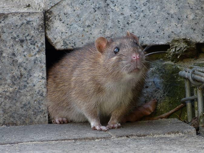 A Norway rat