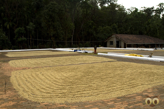 Coffee beans laid out to dry