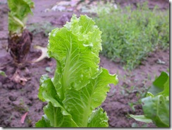 DSCN3046