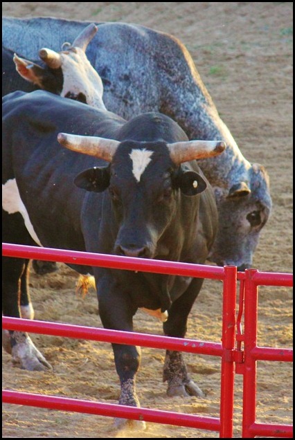 PBR 050