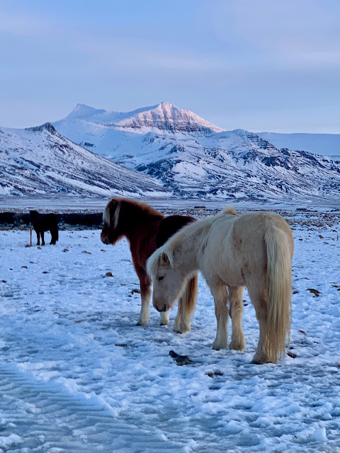 Icelandic horses