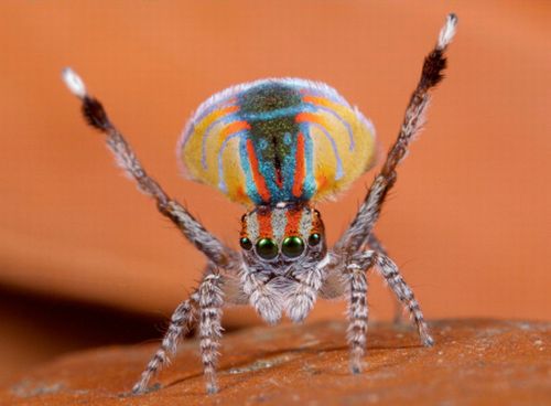 [peacock-spider-01.jpg]