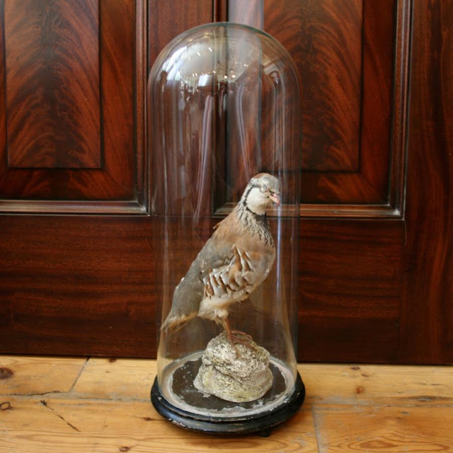 Taxidermy Bird