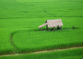 Carbon Farming