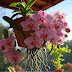 Growing orchids in a south-facing hanging pot