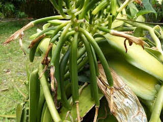 Vanilla planifolia - Vanillier - Vanille