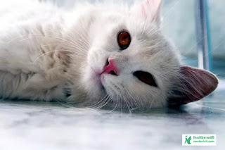 Cute Cat Pic Download - Cat Image Download 2023 - biraler pic - NeotericIT.com - Image no 13