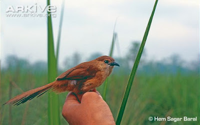 Slender-billed Babbler