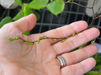 Micro orquídeas; jardinagem; planta na varanda; planta em apartamento; orquídea.