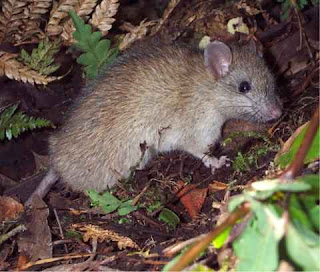 Norway Rat* (Rattus norvegicus)