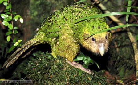 Burung yang Tidak Bisa Terbang